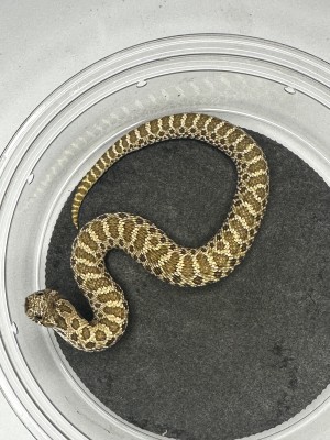 animal image