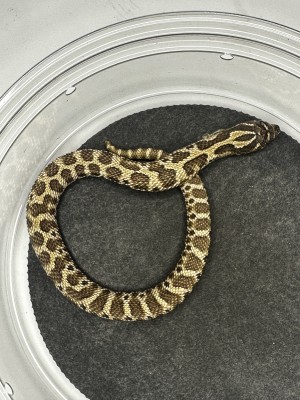 animal image