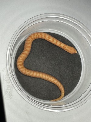 animal image