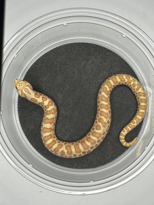 animal image