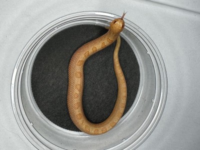 animal image