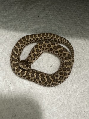 animal image