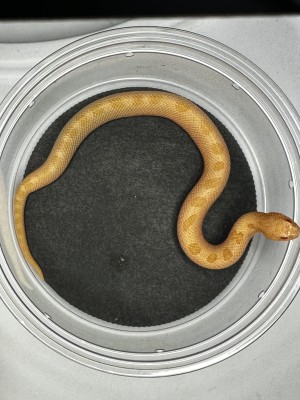 animal image