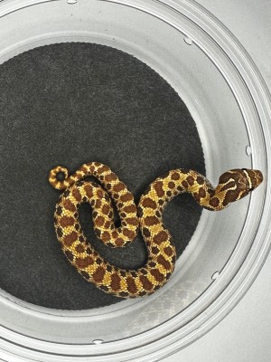 animal image