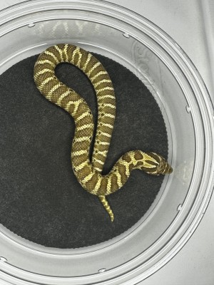 animal image
