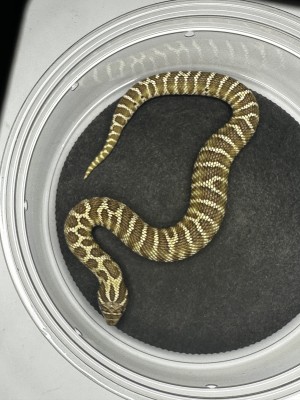 animal image