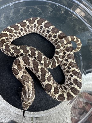 animal image