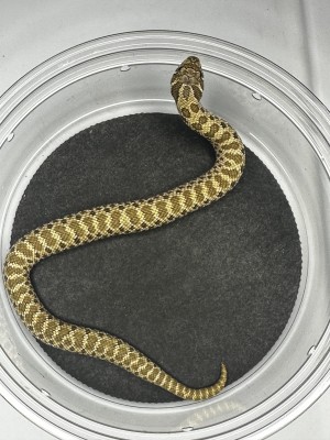 animal image
