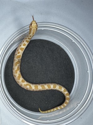 animal image