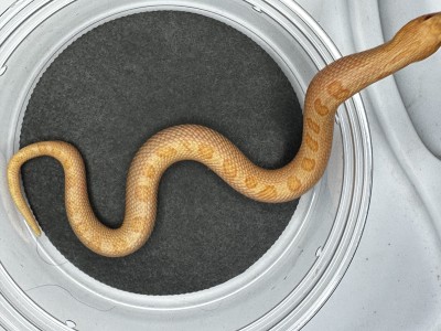 animal image