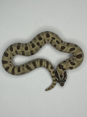 animal image