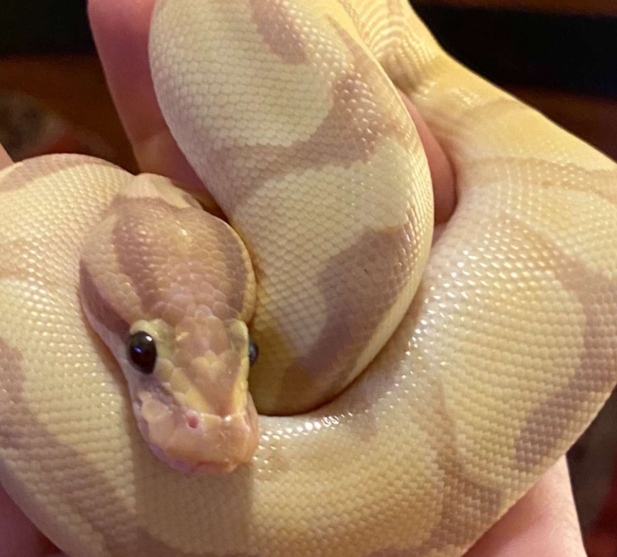 Banana Super OD Enchi YB Het Piebald Poss Het Ghost