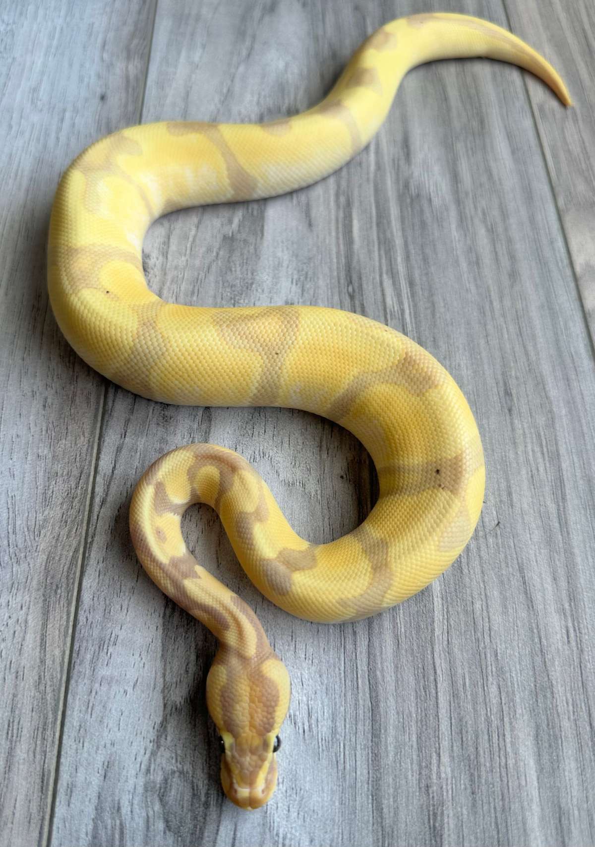 animal image