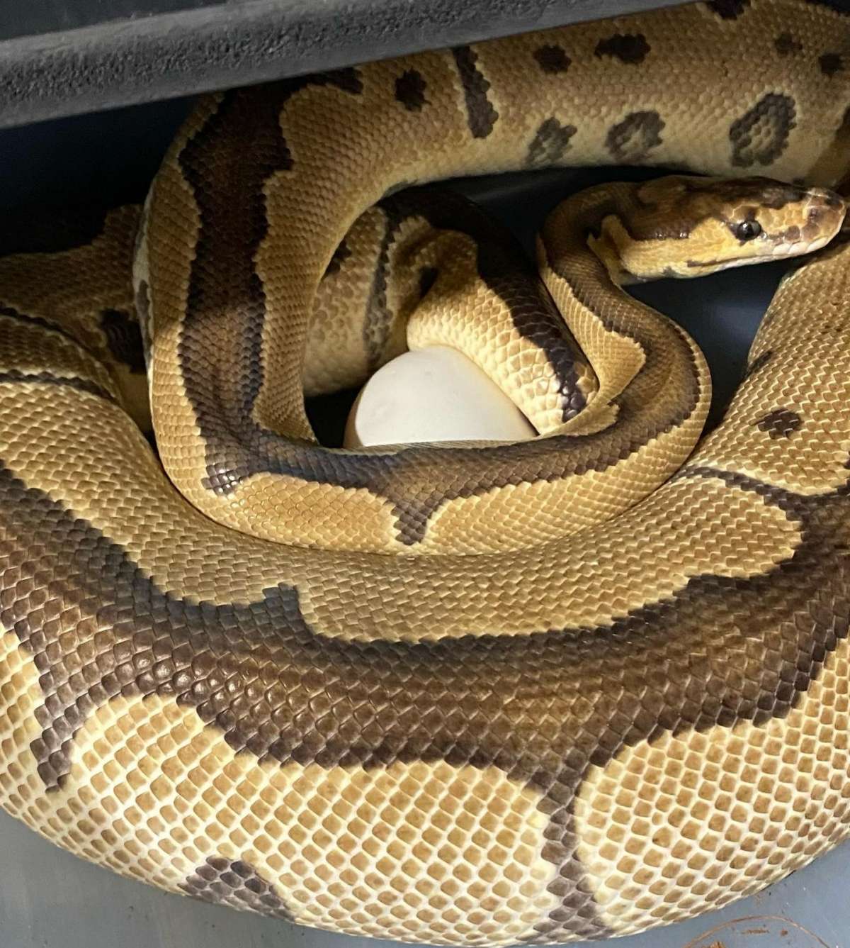 Clown Female