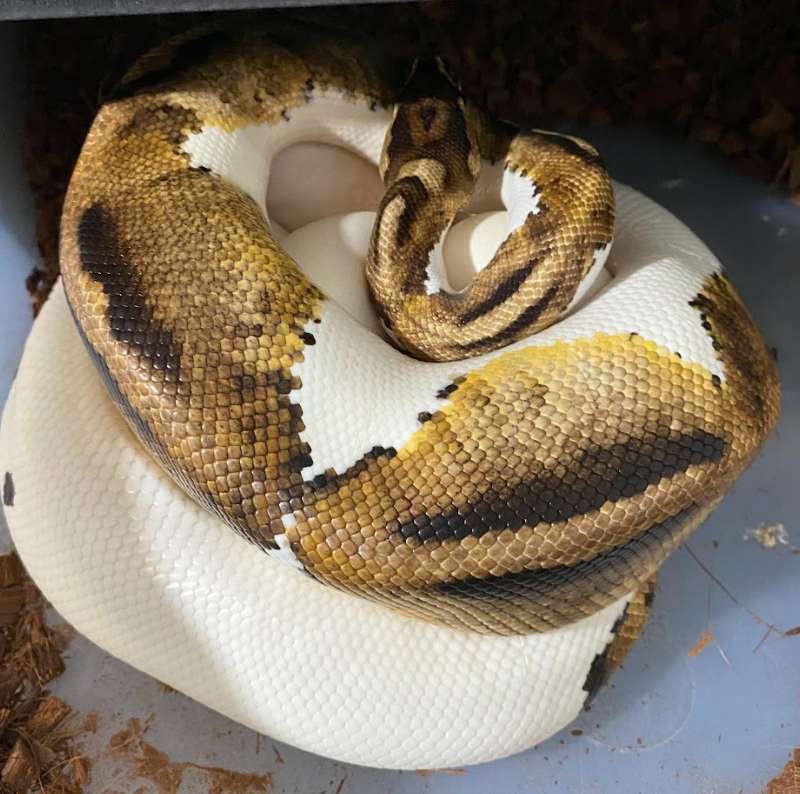 Piebald Female