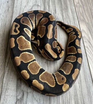 animal image