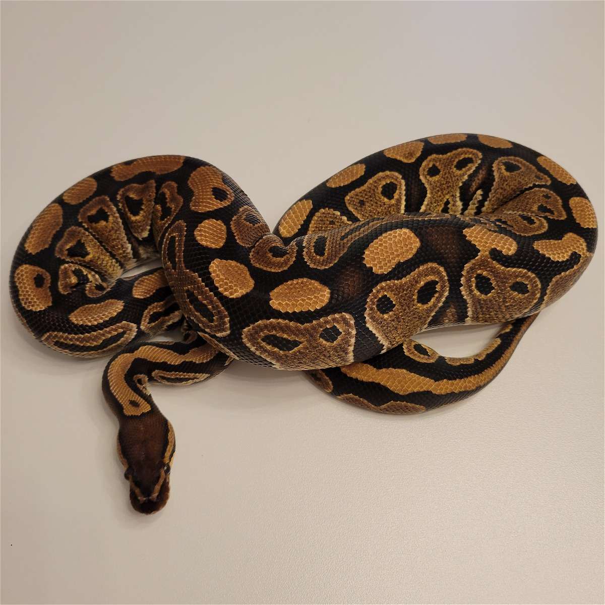animal image