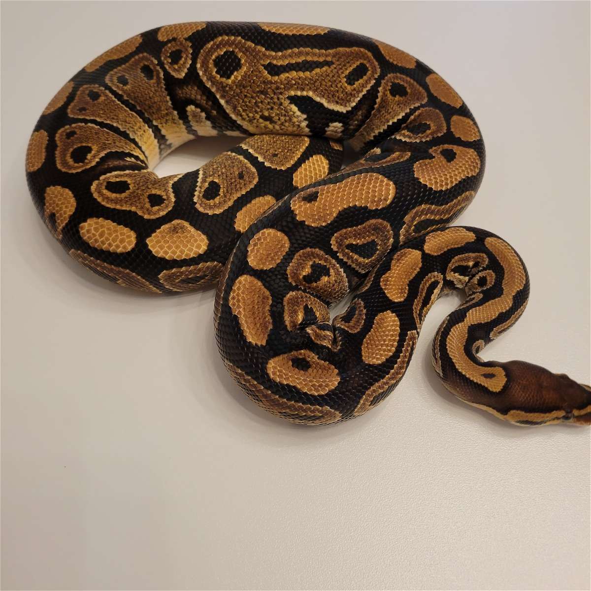 animal image