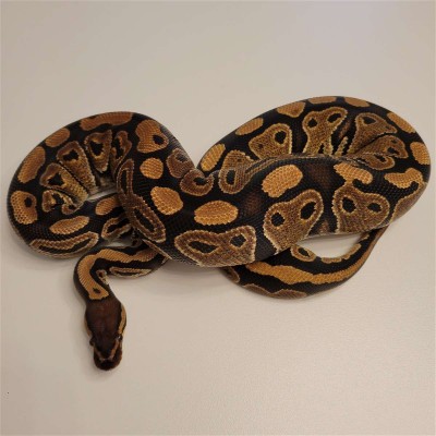 animal image