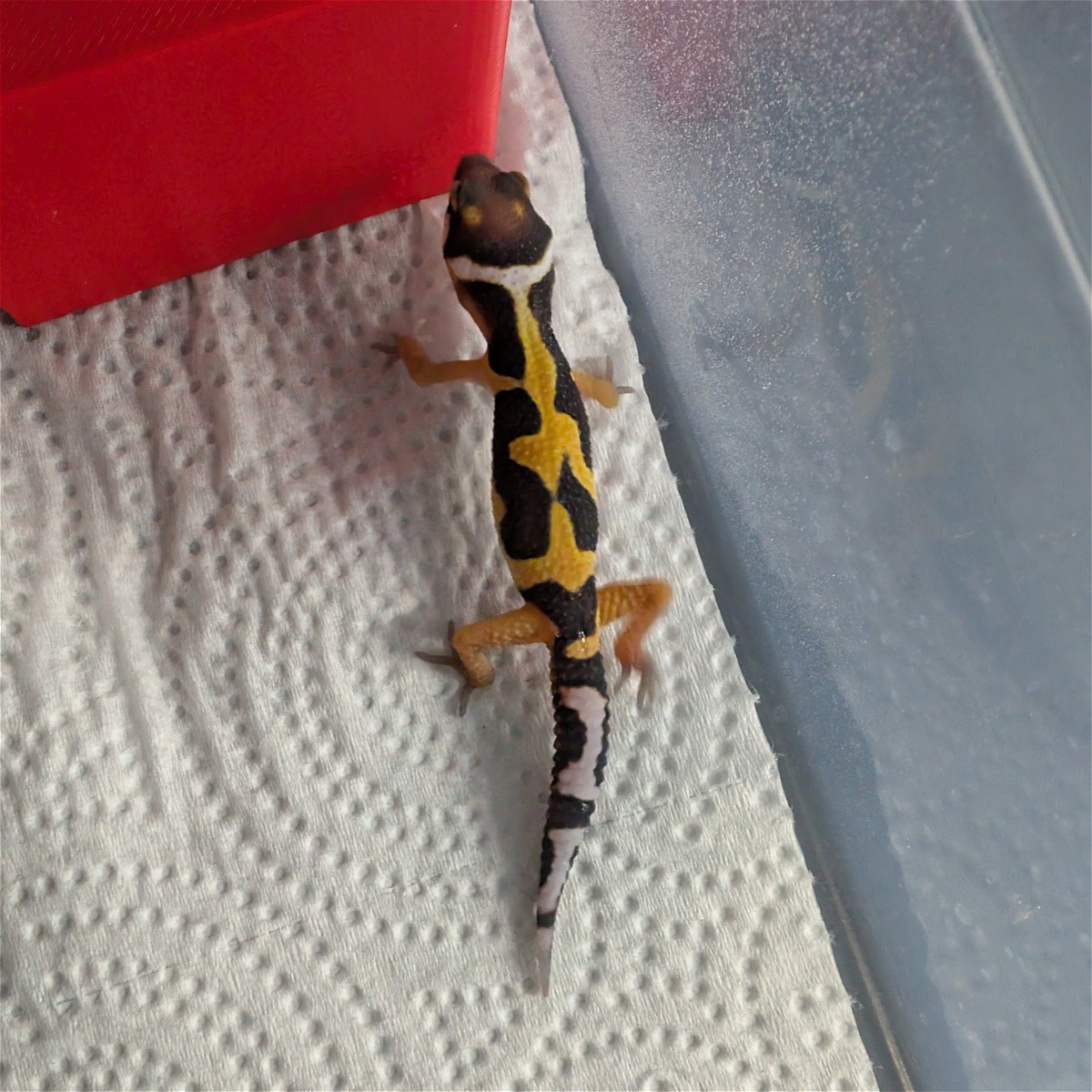 animal image