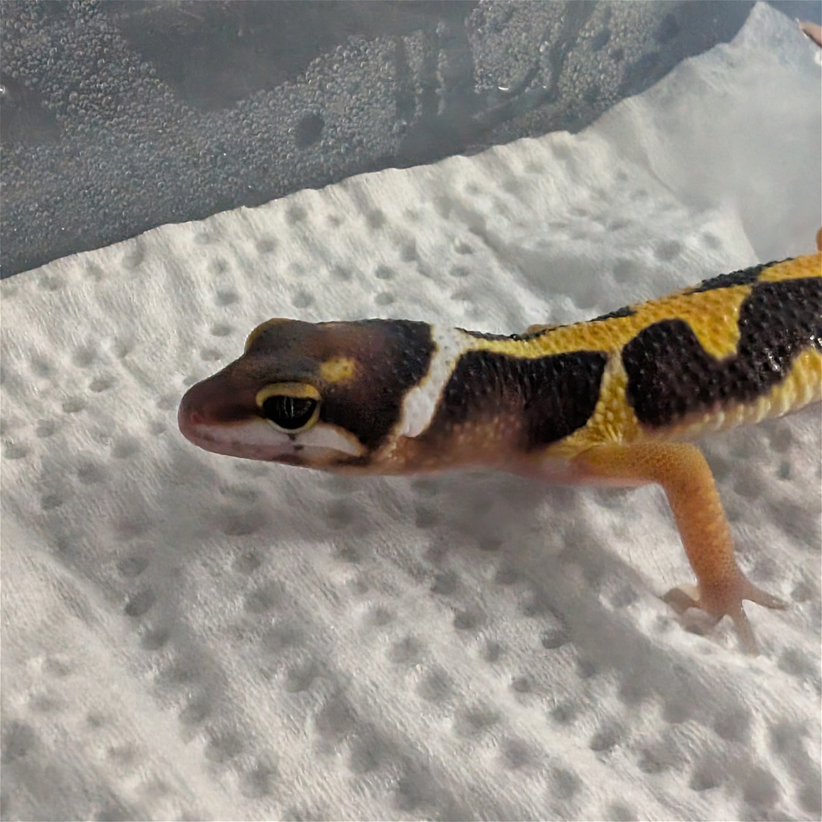 animal image