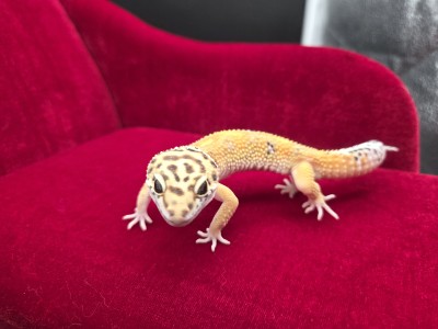 animal image