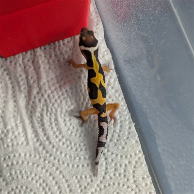animal image