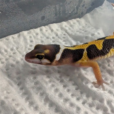 animal image