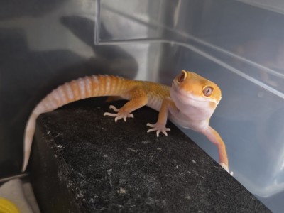 animal image