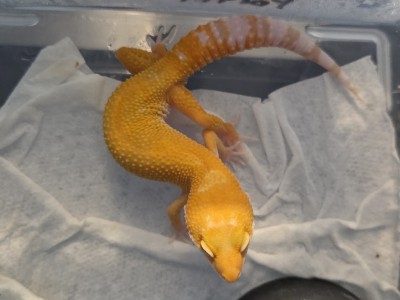 animal image