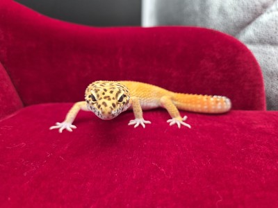 animal image