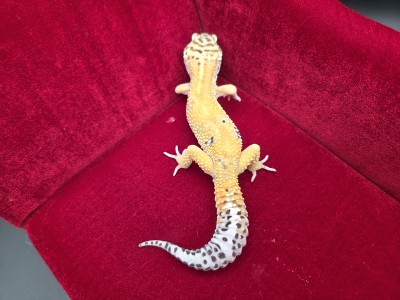 animal image