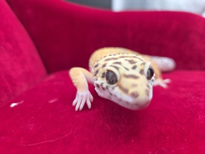 animal image