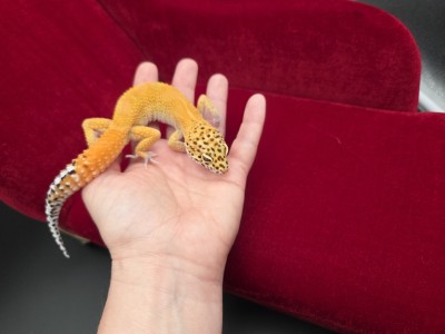 animal image