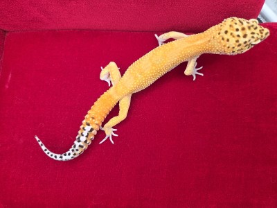 animal image
