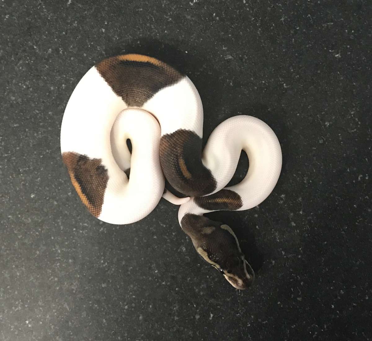 animal image