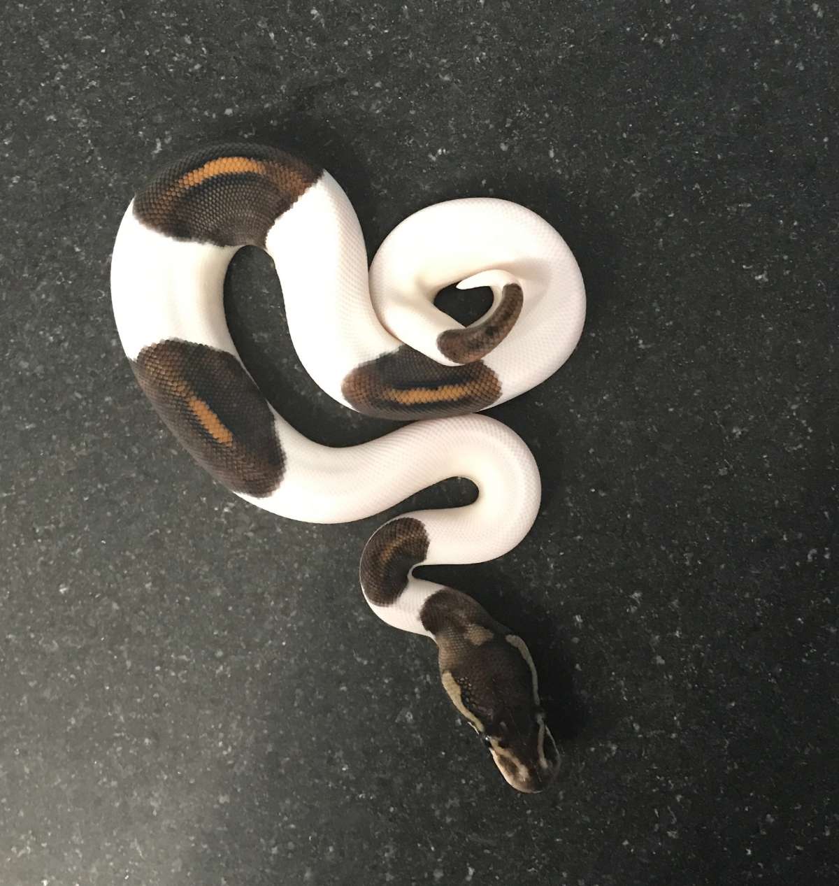 animal image