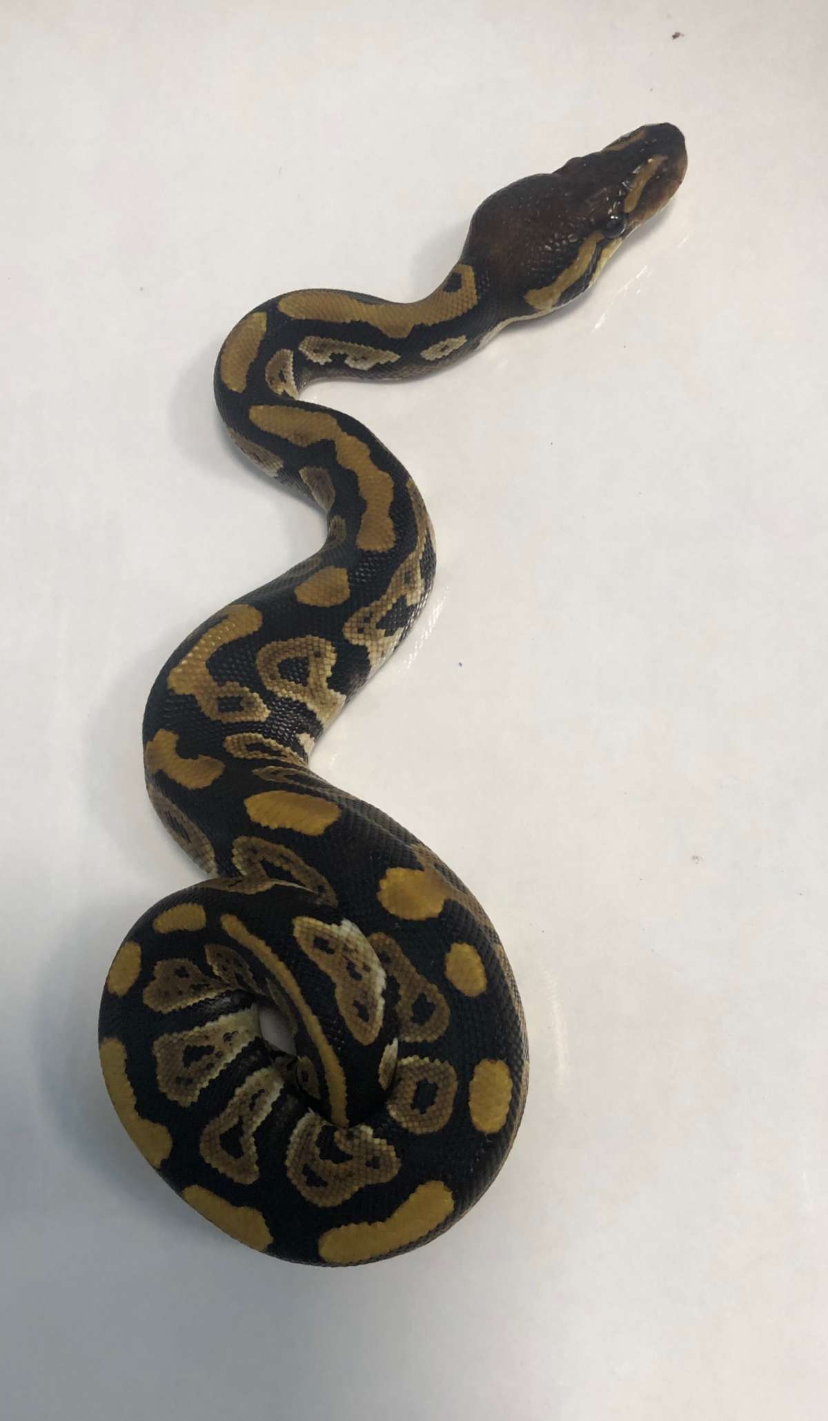Phantom Het DG Poss YB