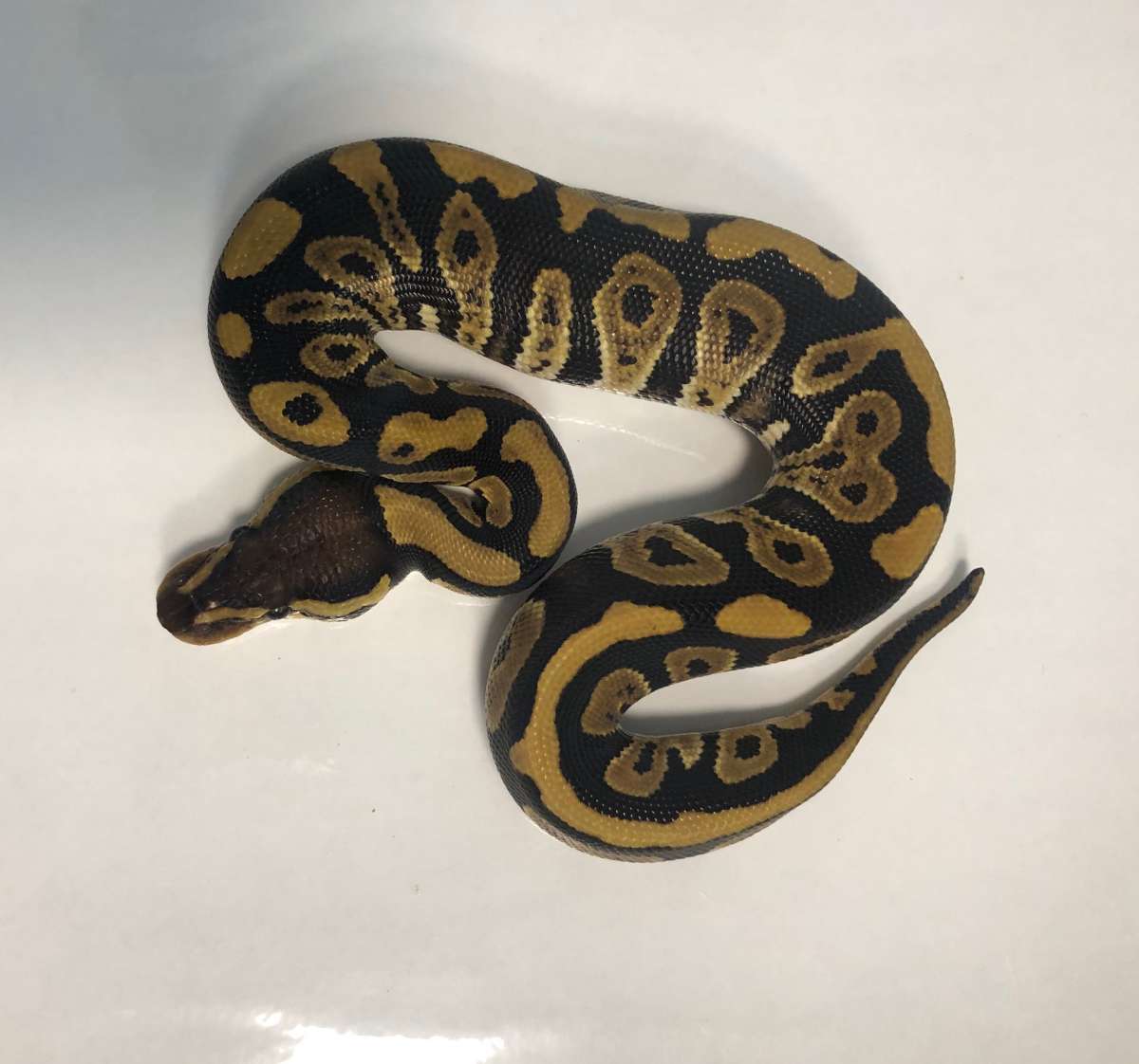 Phantom Het DG Poss YB