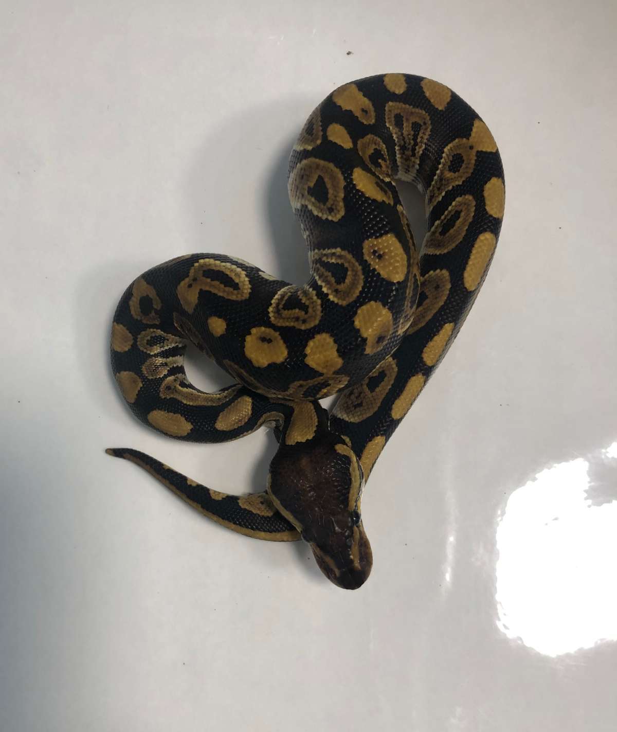 Phantom Het DG Poss YB