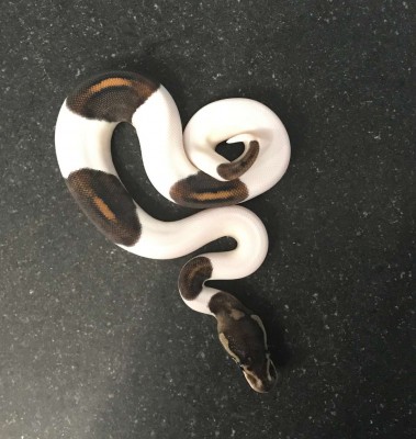 animal image