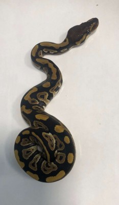 animal image