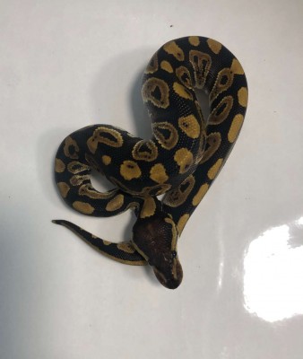 animal image