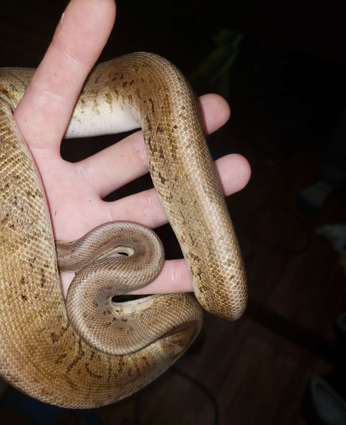 Male 6