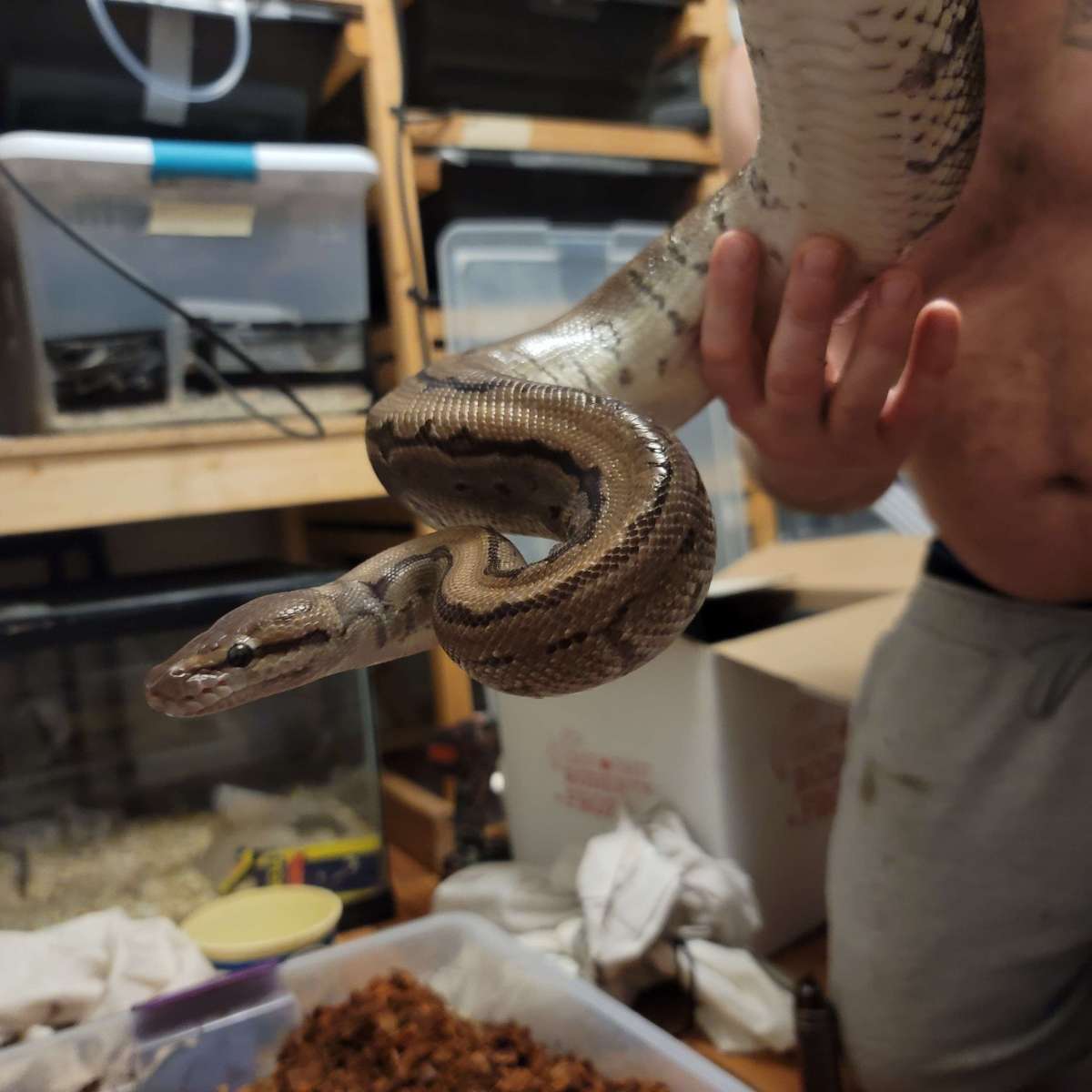 New breeder 2023 female