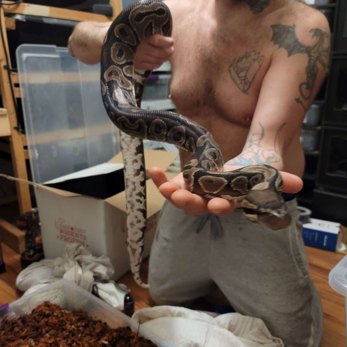 New breeder 2023 female 2