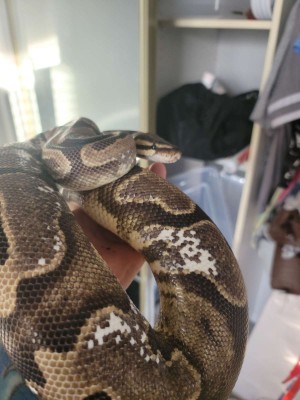 animal image
