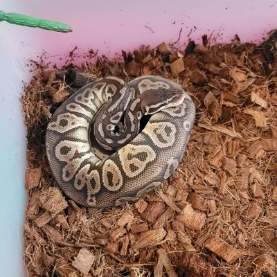animal image