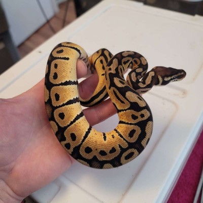animal image