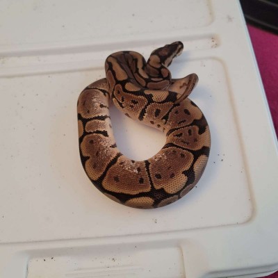 animal image